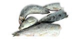 Ломаная северная рыба (битая)